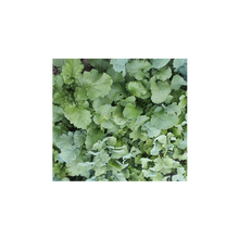 Load image into Gallery viewer, Carnage Brassicas®