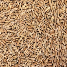 Load image into Gallery viewer, LETHAL WINTER OATS®