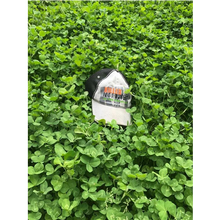 Load image into Gallery viewer, Resurrection Clover® - 33% MORE than the Competition