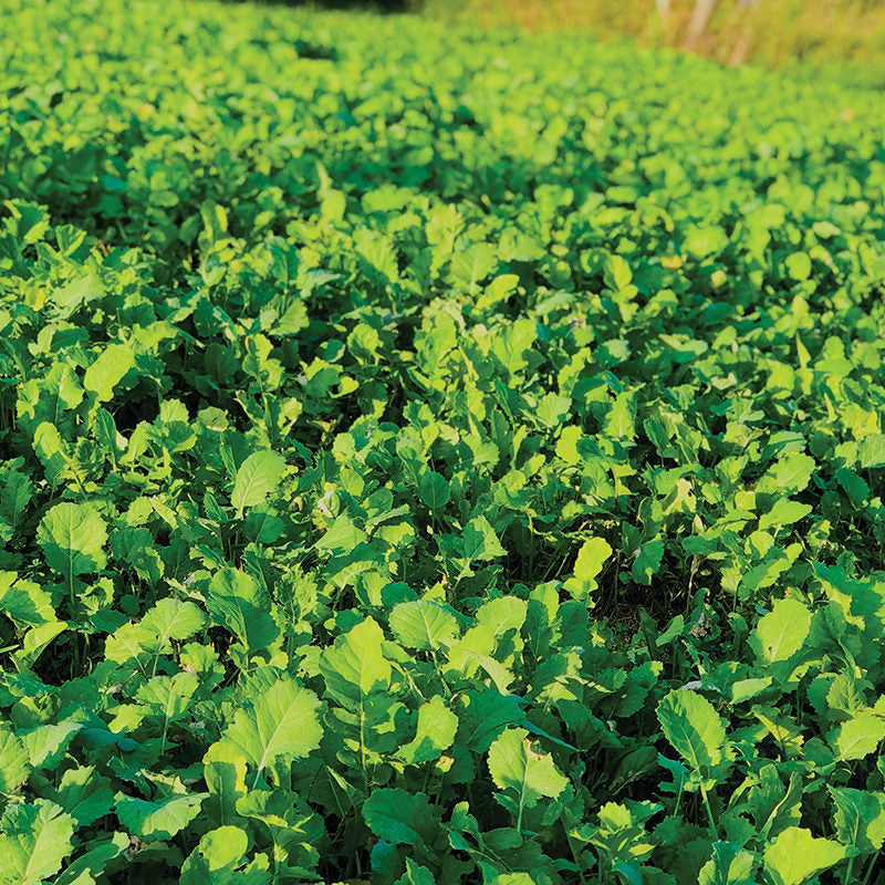 White Rage® – Killer Food Plots